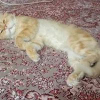 گربه پرشین|گربه|اهواز, نادری|دیوار