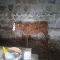 گوساله ماده سیمینتال  اصل