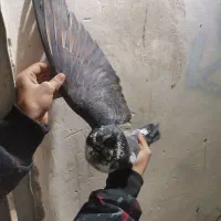 کبوتر پرشی|پرنده|شهرضا, |دیوار