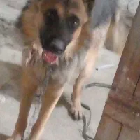 سگ ژرمن