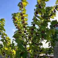 ۶۵۰متر باغ با سهمیه آب در شهرک ویلایی قیمت منصفانه|فروش زمین و ملک کلنگی|مشهد, درزآب|دیوار