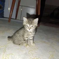 بچه گربه خونگی