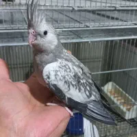 عروس هلندی و مرغ عشق انگلیسی|پرنده|هشتگرد, هشتگرد قدیم|دیوار