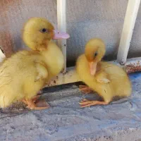 دو تا جوجه اردک