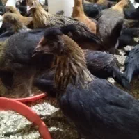 جوجه بومی ۸۰ روزه سالم (۷۵۰گرم)