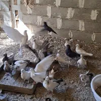 تعدادی کبوتر پرشی سالم و سرحال|پرنده|خوانسار, |دیوار