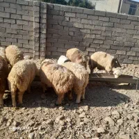 بره نیم گوشت پای پروار
