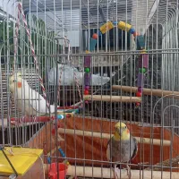 جفت عروس هلندی