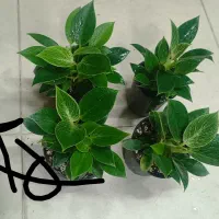 خرفه|خوردنی و آشامیدنی|مشهد, حیدرآباد|دیوار