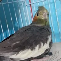 عروس هلندی دستی سخنگو