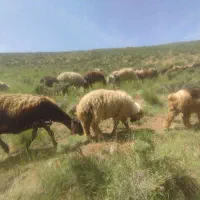 میش و بره