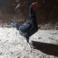 مرغ لاری|حیوانات مزرعه|تایباد, |دیوار