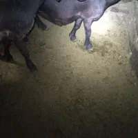 خرید و فروش|حیوانات مزرعه|صائین قلعه, |دیوار