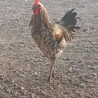 دو عدد مرغ خروس به فروش میرسته