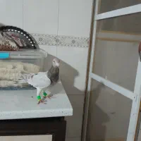 زرد همرنگ ماده|پرنده|دشتابی, |دیوار