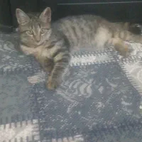 گربه دورگه کاملا دستی جنسیت نر