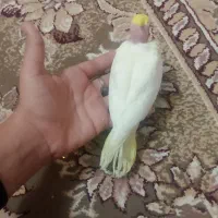 عروس با جوجش