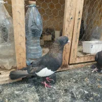 سرک تافت ای نر چشم نوک سفید|پرنده|شیراز, کوی زهرا|دیوار