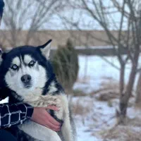 هاسکی اورجینال اصیل|سگ|فریمان, |دیوار