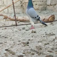 جان اردن|پرنده|زهک, |دیوار