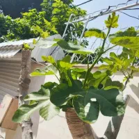 خدمات باغبانی و باغچه کاری