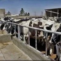 اجاره فوری دامداری ۱۵۰۰متری پیشوا