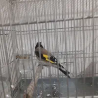 سره|پرنده|کرج, کوی امامیه|دیوار