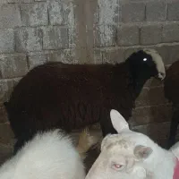 بز سانن میش بره شال|حیوانات مزرعه|کرمانشاه, |دیوار