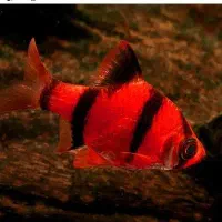 گالری آکواریوم مومنی تایگر بارب