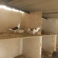 ابلغ سرخ و سیاه