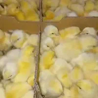 جوجه یکروزه گوشتی راس