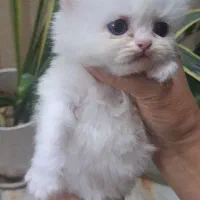 واگذاری بچه گربه ملوس پرشین