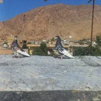 جفت راست قهوه ای و سیاه|پرنده|شیراز, اکبر آباد|دیوار