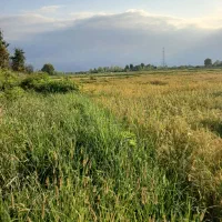 مسکونی با شالی ومسکونی با باغ درشفت