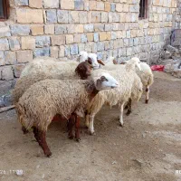 بره|حیوانات مزرعه|جوانرود, |دیوار