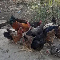 مرغ تخم گذار