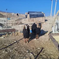 میش داشتی طلا|حیوانات مزرعه|ملکشاهی, |دیوار