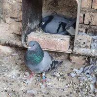 ی جفت خرقه ظالم