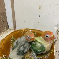 جوجه کوتوله برزیلی سرلاکی