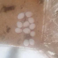 تخم بوقلمون