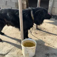 واگذاری|سگ|بیضا, |دیوار