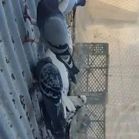 ۴عدد کفتر مسافتی یک عدد تهرانی کله دار ماده