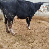 گاو شیری سمینتال تلیسه