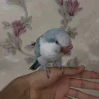 راهب نر بالغ  دو ساله رام دستی سخنگو آبی اوپلاین