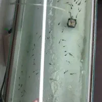 لامپ آکواریوم ماهی