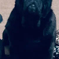 سگ نژاد پاگ