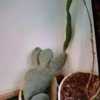 طبیعت