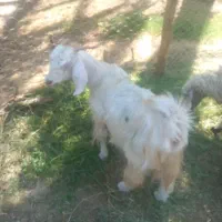 گو سفند