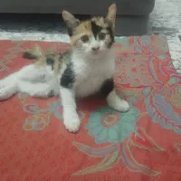 واگذاری رایگان بچه گربه