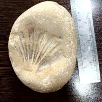 سنگ فسیل با قدمت چند ملیون ساله